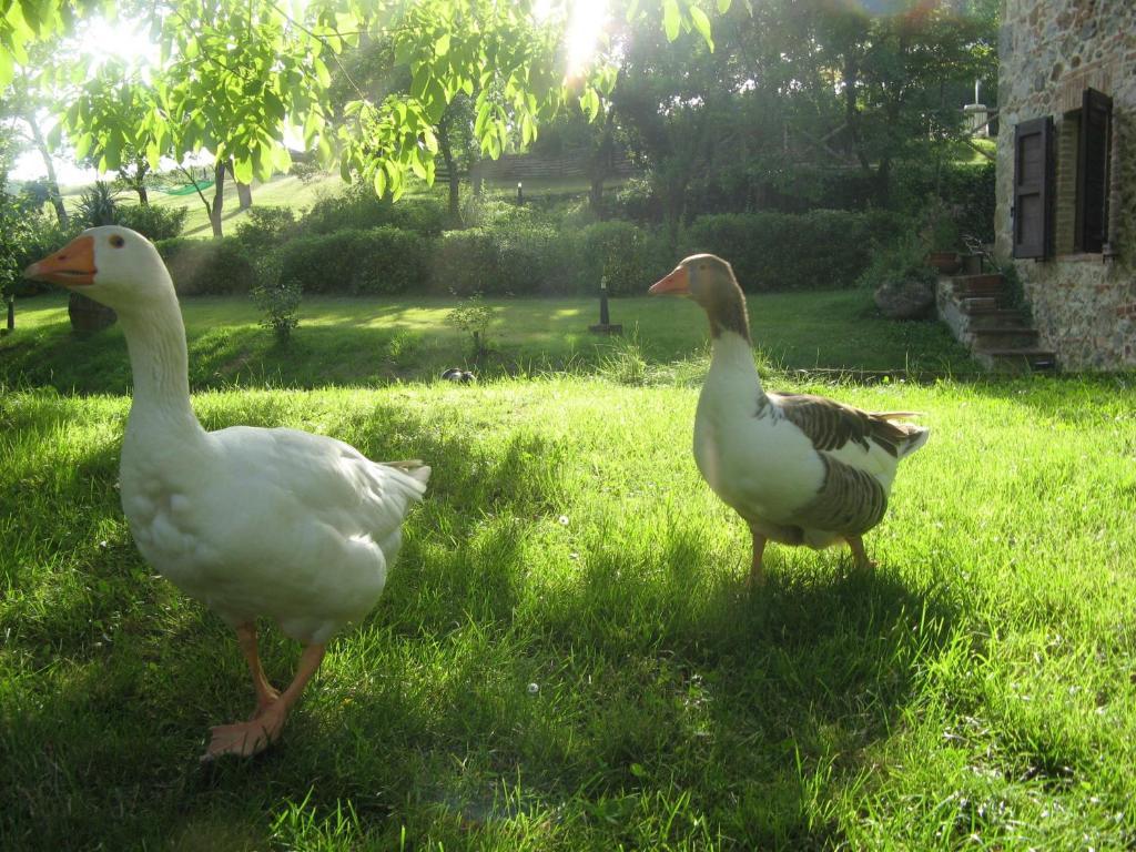 Agriturismo Il Mulino Delle Pile Chiusdino Dış mekan fotoğraf