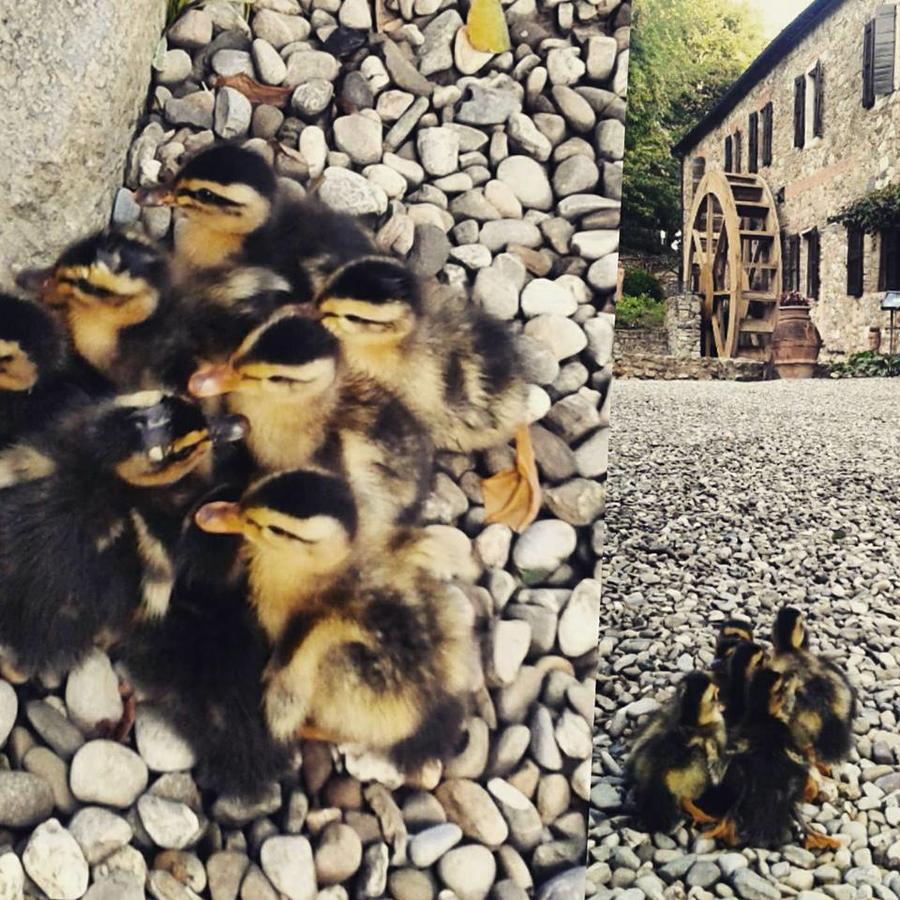 Agriturismo Il Mulino Delle Pile Chiusdino Dış mekan fotoğraf